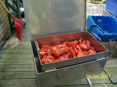 Delicious lobsters in lobster steamer