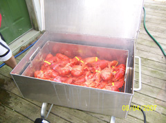 Lobster Steamer with basket full of lobsters